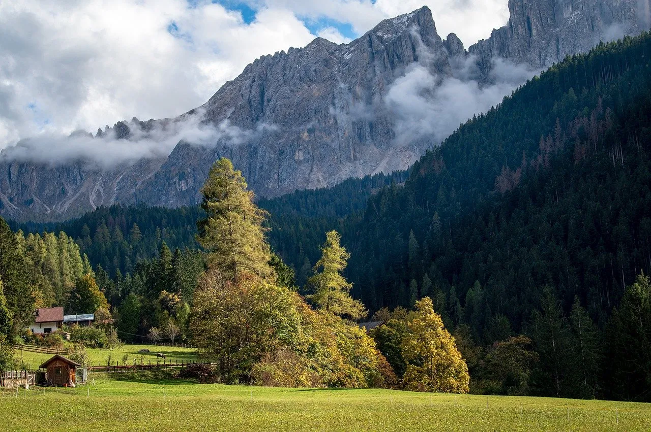 L’élagage d’un arbre – Quels sont les frais impliqués ?