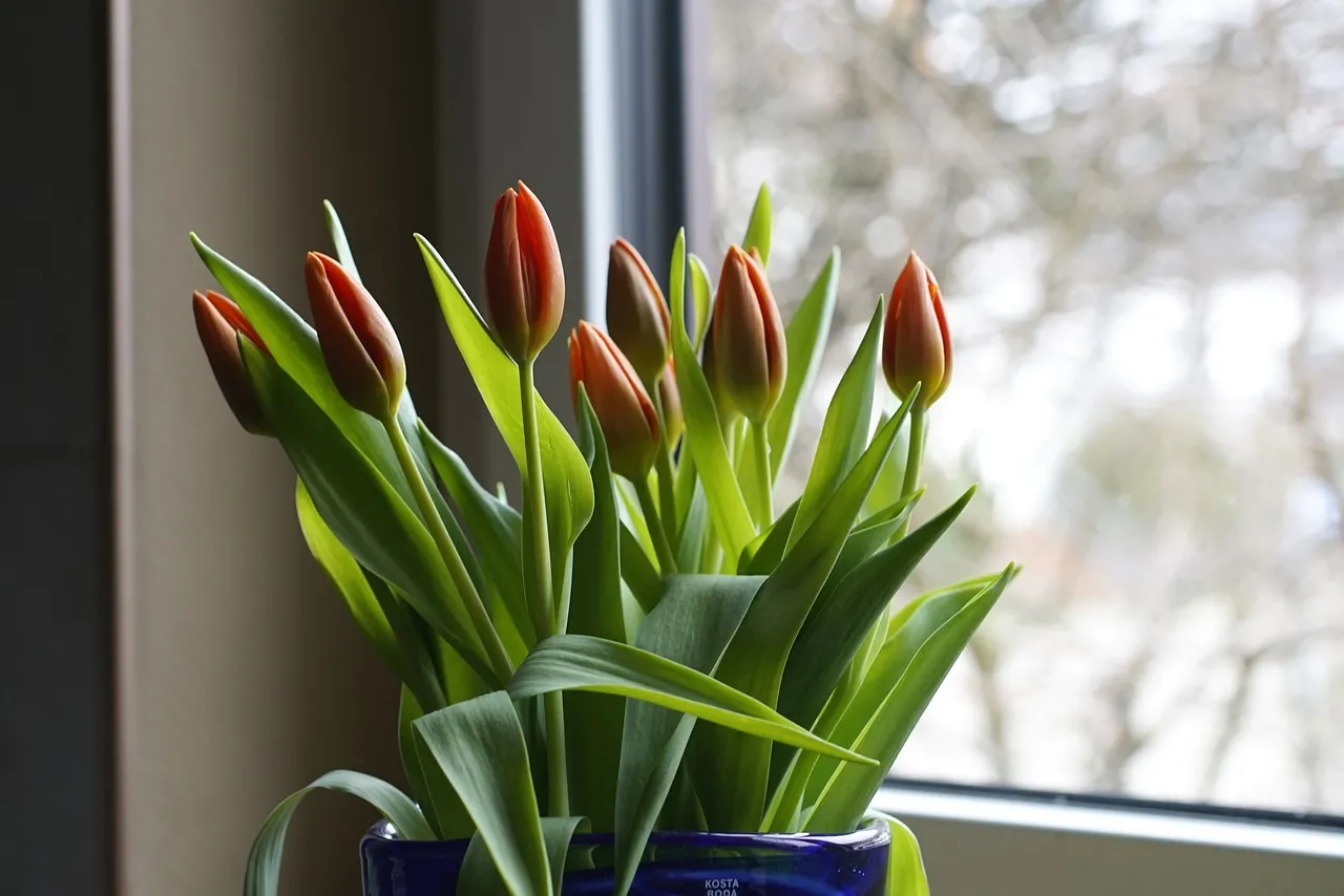 Comment égayer son intérieur avec un bouquet de tulipe ?