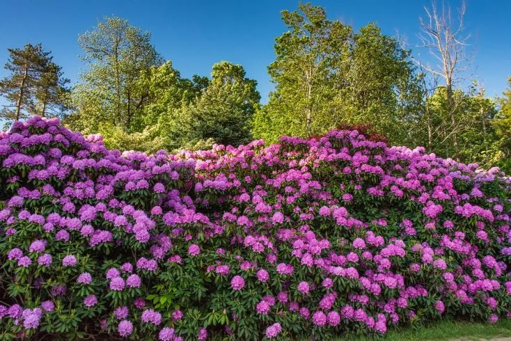 Comment choisir les meilleures plantes pour votre jardin