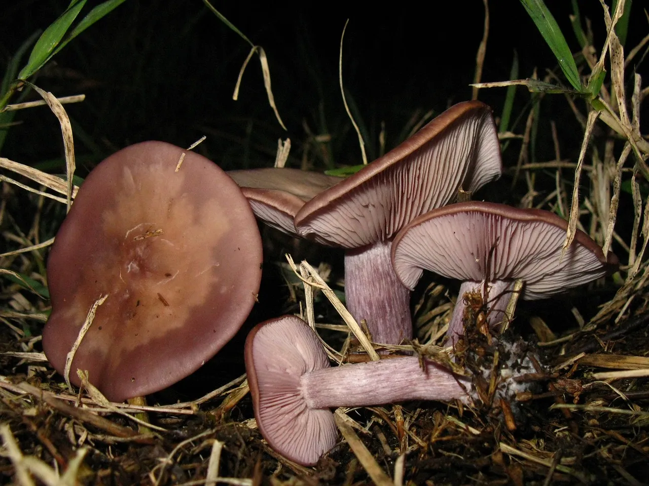 L’art de cultiver les Champignons Pied bleu à la maison.