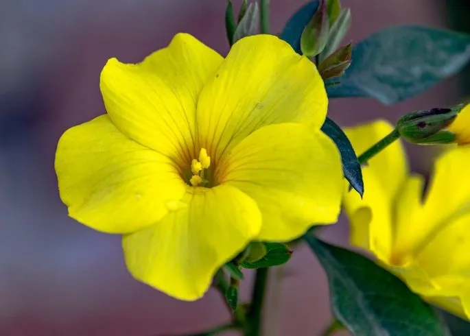 Choisissez les fleurs jaunes pour ensoleiller vos extérieurs