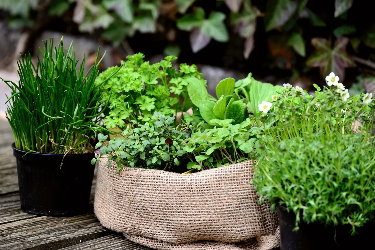 Les meilleures saisons pour planter vos herbes aromatiques en pot
