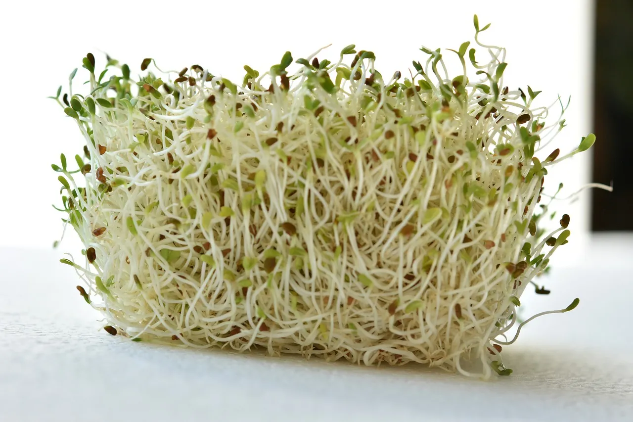 Cultivez votre propre alfalfa à la maison : un guide étape par étape