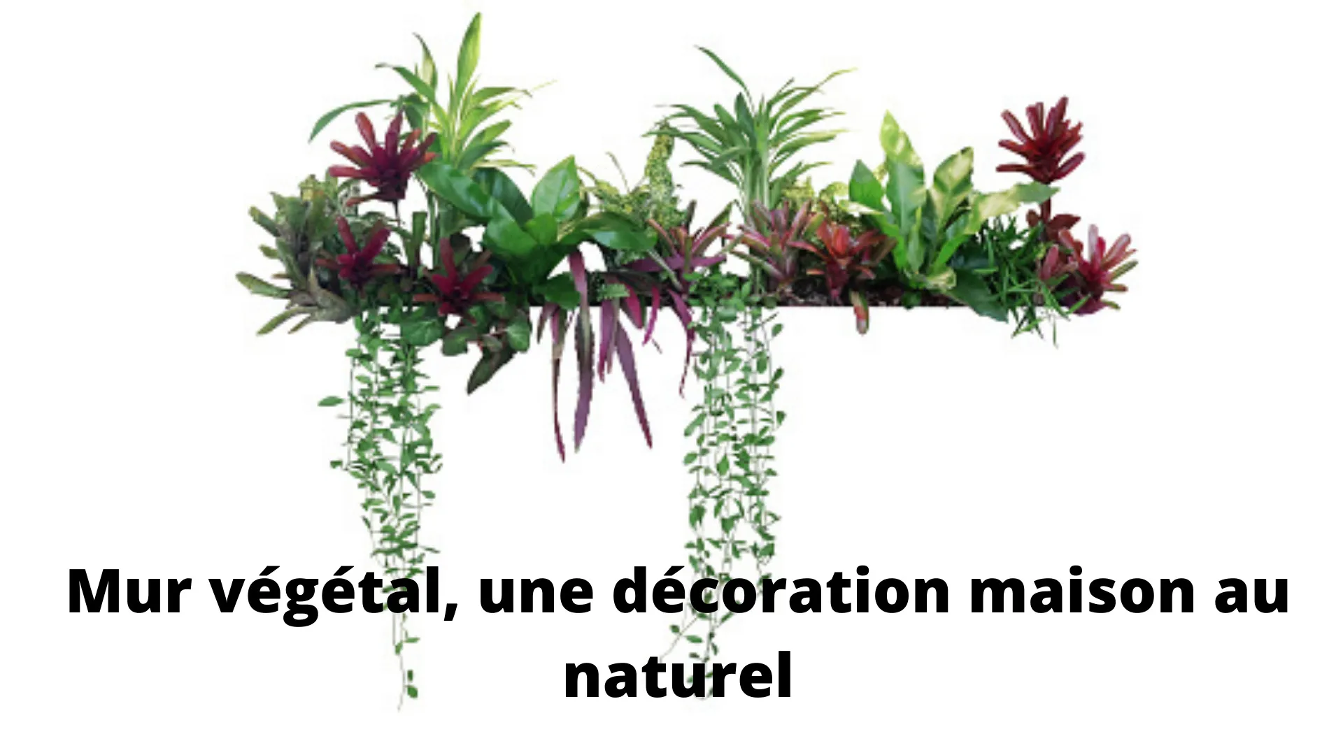 Mur végétal, sa fabrication et son entretien en intérieur comme en extérieur