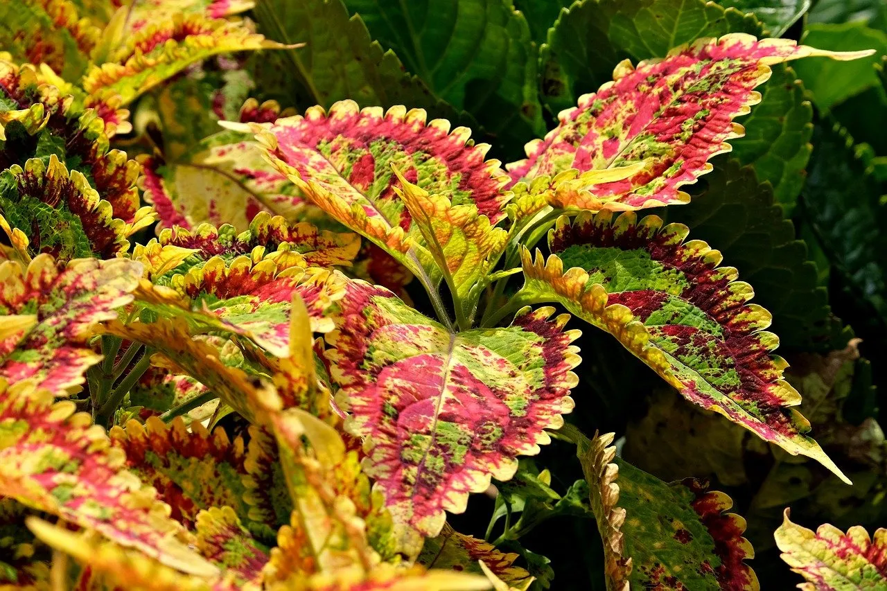 Les secrets de l’entretien de la Coleus: la plante parfaite pour votre maison