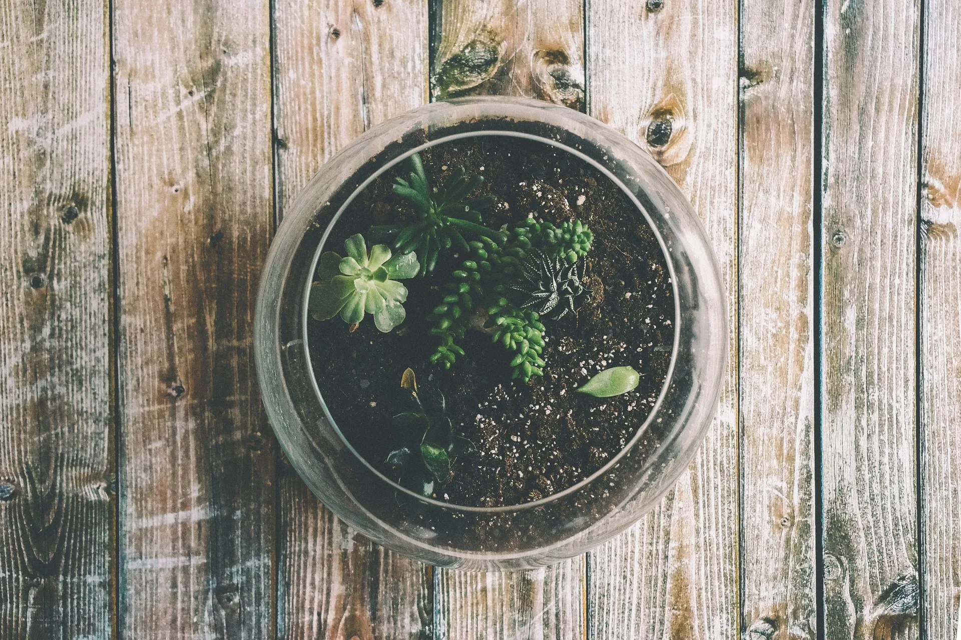 Fabrication d’un terrarium de table