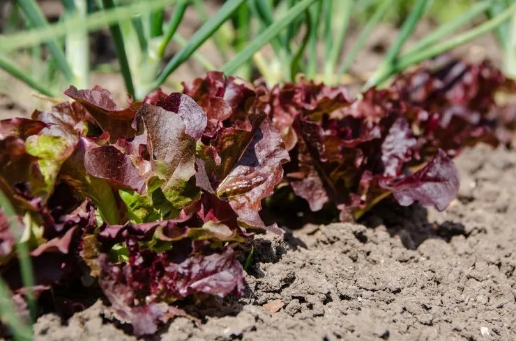 Comment je planifie mon potager ?