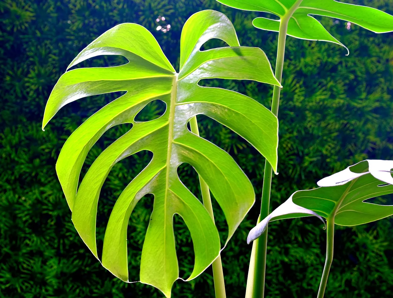 Tout connaître de la monstera !
