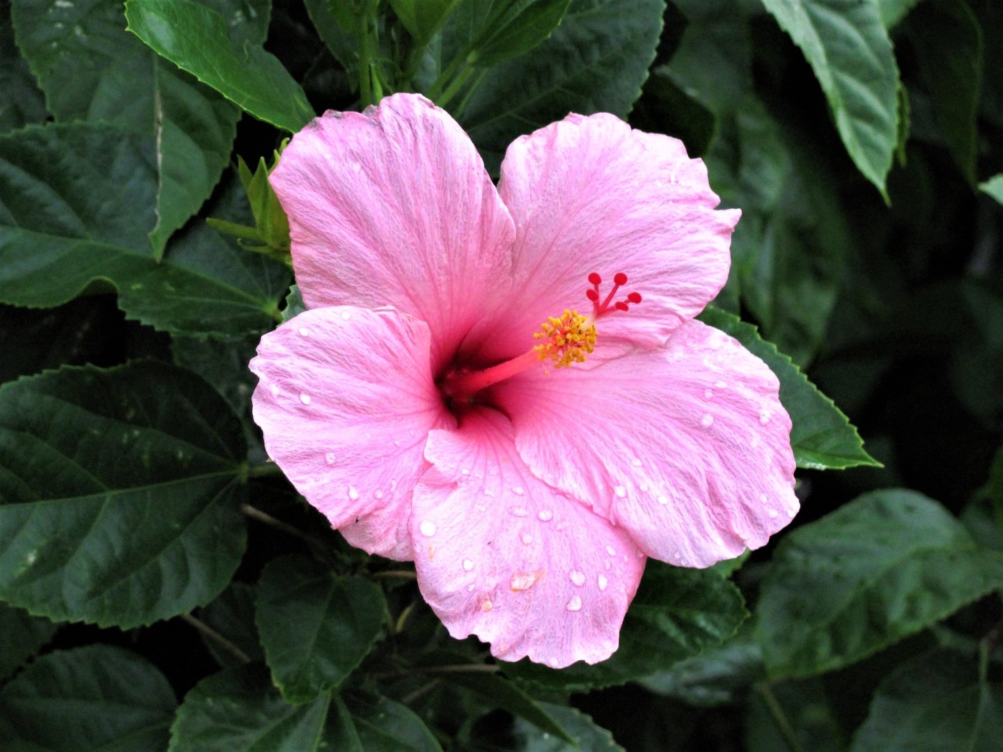 Présentation de l’hibiscus