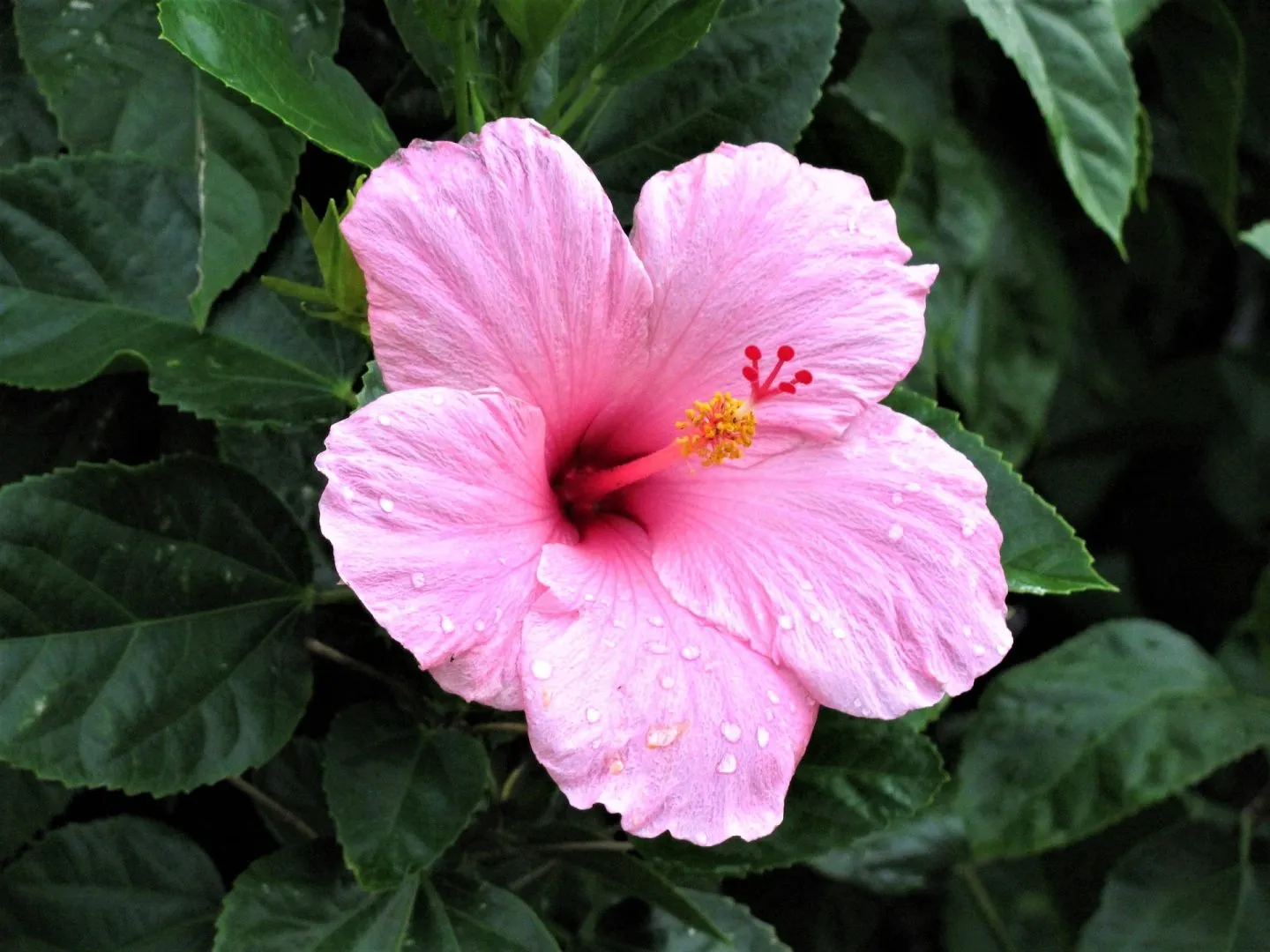 Présentation de l’hibiscus