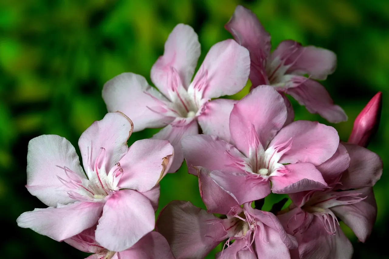 Comment tailler un laurier rose ?