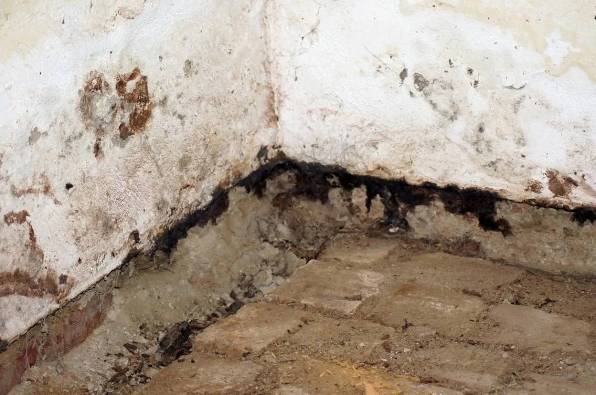 Mérule de cave : un danger silencieux pour votre maison