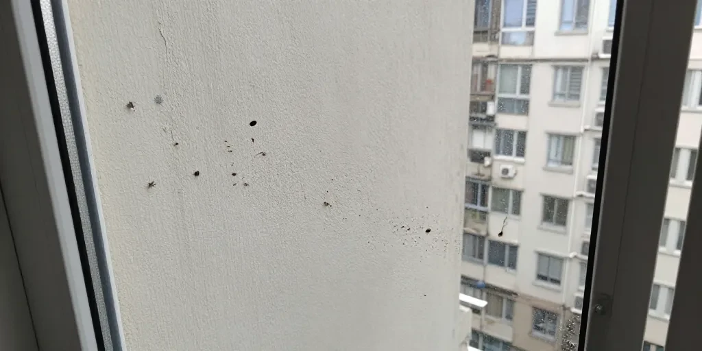Cafards en appartement : pourquoi vos voisins sont responsables et comment les obliger à agir
