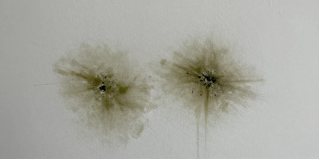 Peinture anti-humidité et moisissures : pourquoi elle échoue et comment vraiment résoudre l’humidité